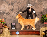 Golden Retriever #21 Sat G1 Judge Peggy Biesel McIlwaine