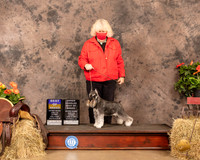 Miniature Schnauzer #12 Sat BOB Judge Dr Troy Clifford Durgin