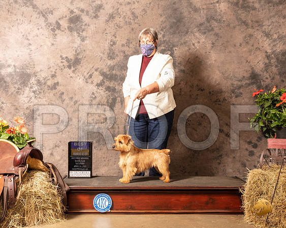 Norwich Terrier #5 Sat BOB Judge Dr Clifford Durgin_MMJ_0847_NWAKC21-HR3
