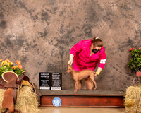American Hairless Terrier #12 Sat G4 Judge Peggy Biesel McIlwaine