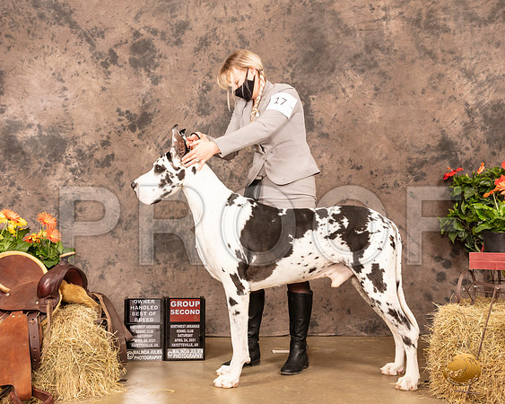 Great Dane #17 Sat G2 OHBOB Judge Dr Donald Gill_MMJ_0976_NWAKC21-HR3