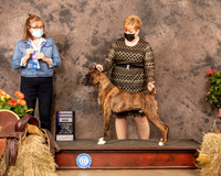 Boxer #5 Sat RWD Judge Grace Fritz