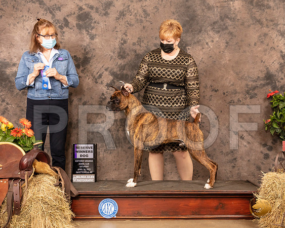 Boxer #5 Sat RWD Judge Grace Fritz_MMJ_0779_NWAKC21-HR3