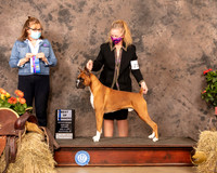 Boxer #17 Sat BOW Judge Grace Fritz