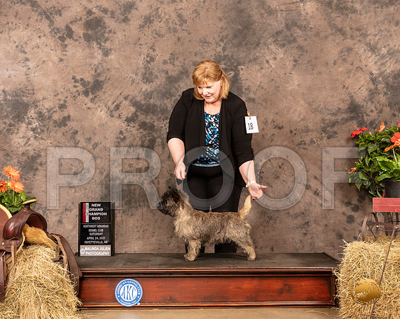 Cairn Terrier #18 Sat BOS Judge Dr Troy Clifford Dargin_MMJ_0794_NWAKC21-HR3