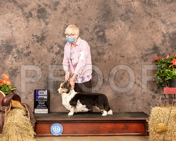 Cardigan Welsh Corgi #10 Sat Judge Peggy Biesel McIlwaine_MMJ_0786_NWAKC21-HR3