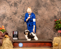 Havanese #7 Sat BOS Judge Tim Catterson