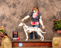 Dalmatian #12 Sat G2 Judge Tim Catterson