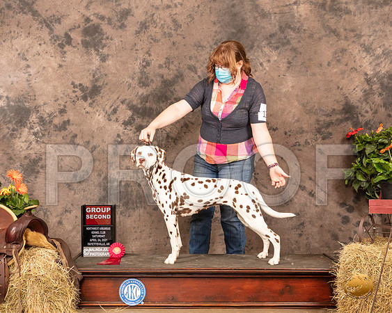 Dalmatian #12 Sat G2 Judge Tim Catterson_MMJ_1143_NWAKC21-HR3