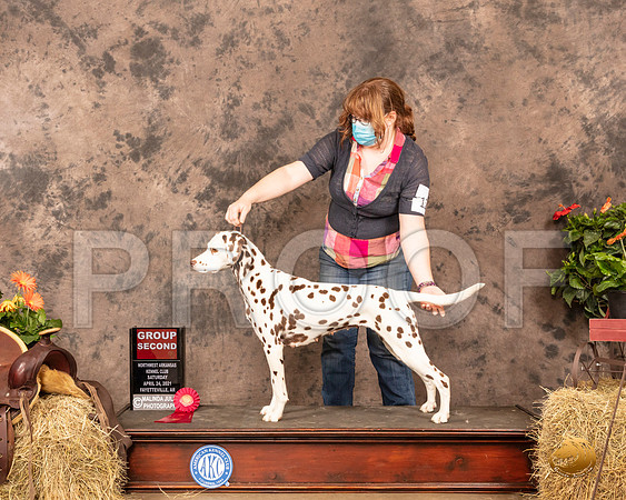 Dalmatian #12 Sat G2 Judge Tim Catterson_MMJ_1145_NWAKC21-HR3