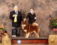 Finnish Lapphund #7 Sat G3 Judge Dr Donald Gill