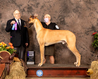 Great Dane #5 Sat WD Judge Dr Donald Gill