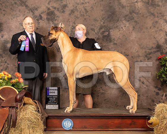 Great Dane #5 Sat WD Judge Dr Donald Gill_MMJ_1046_NWAKC21-HR3