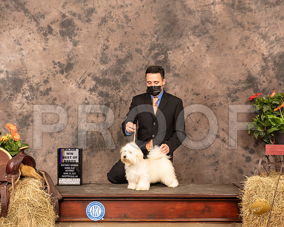 Havanese #6 Sat BOB WB Maj Judge Tim Catterson_MMJ_1083_NWAKC21-HR3