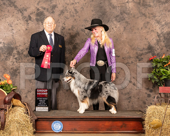 Miniature American Shepherd #21 Sat G2 Judge Dr Donald Gill_MMJ_1035_NWAKC21-HR3