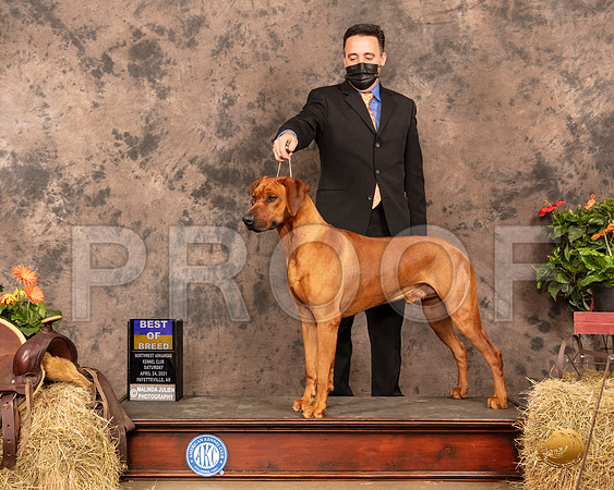 Rhodesian Ridgeback #19 Sat BOB Judge Dr Donald Gill_MMJ_1076_NWAKC21-HR3