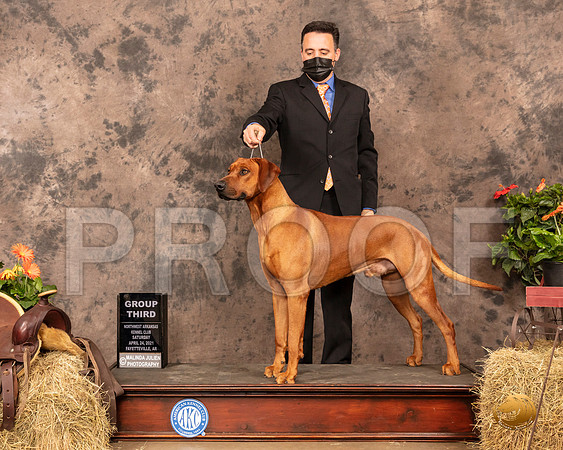 Rhodesian Ridgeback #19 Sat G3 Judge Tim Catterson_MMJ_1071_NWAKC21-HR3