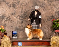 Shetland Sheepdog #6 Sat G1 Judge Dr Donald Gill
