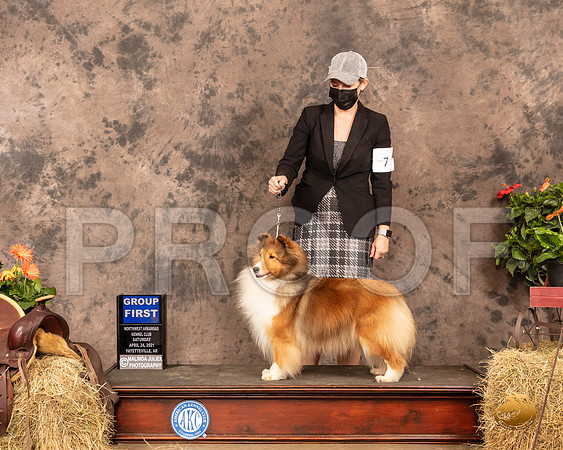 Shetland Sheepdog #6 Sat G1 Judge Dr Donald Gill_MMJ_1112_NWAKC21-HR3