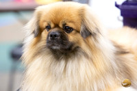 Tibetain Spaniel #274 Ringside Sat