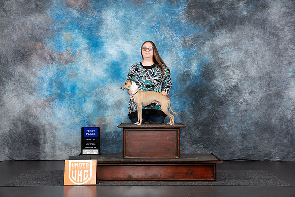 Italian Greyhound # Sat 1st Judge Nancy Gallant__JP_1234_UKCLNGVIEWOCT2024_2024_HR3