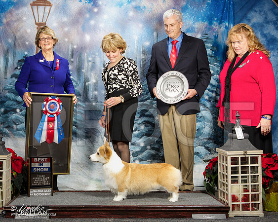 Pembroke Welsh Corgi #30 Sat BIS Savioli Cynthia & Vincent Agent Sherri Samuel Hurst Judge Betty-Anne Stenmark - 001e-HR3