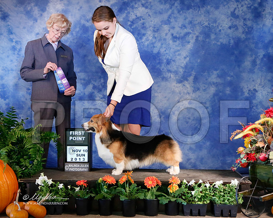 CorgiPW-5469-HstnNov13-HR