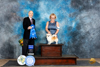 Chihuahua Long Coat #7 Fri G1 Judge Larry Abbott