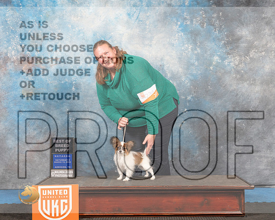 Papillon#? Sat2 BPup Judge David Arthur_MMJ_6455_Addison2022_HR3