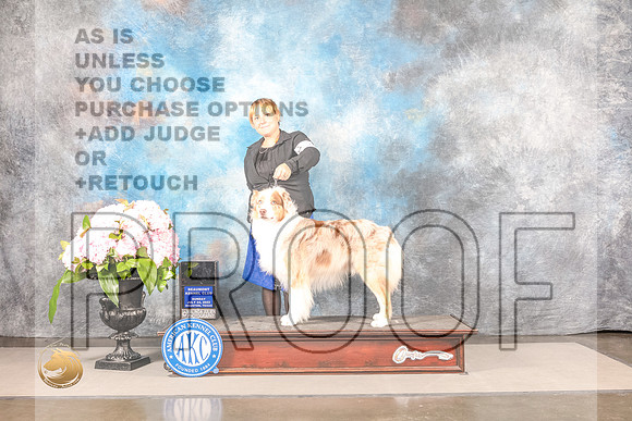 Australian Shepherd #23 SUN CW Judge Janet FinkAustralian Shepherd #23 SUN CW Judge Janet Fink_MJ_7934_Houston_2022_HR3_Houston_2022_HR3
