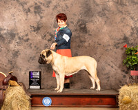 Bullmastiff #18 Sun WB Maj Judge John Schoeneman