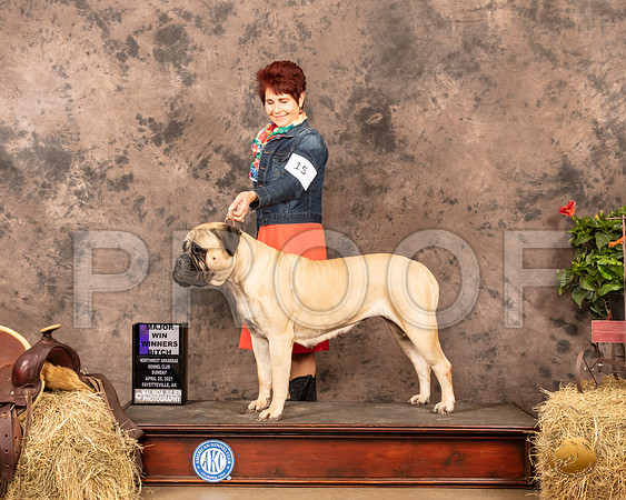 Bullmastiff #18 Sun WB Maj Judge John Schoeneman_MMJ_1205_NWAKC21-HR3
