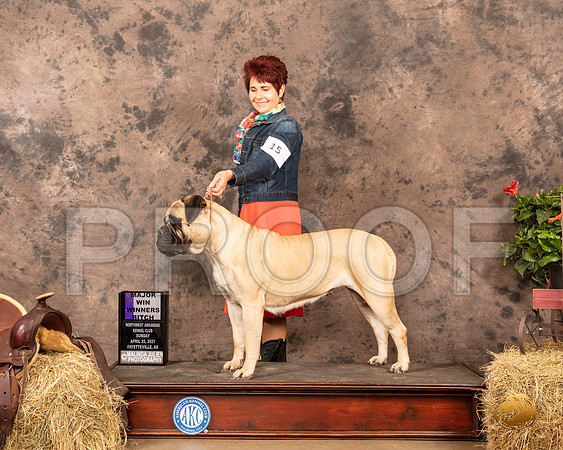 Bullmastiff #18 Sun WB Maj Judge John Schoeneman_MMJ_1207_NWAKC21-HR3