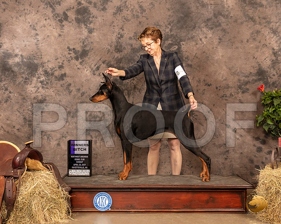 Doberman Pinscher #18 Sun WB Judge John Schoeneman_MMJ_1252_NWAKC21-HR3