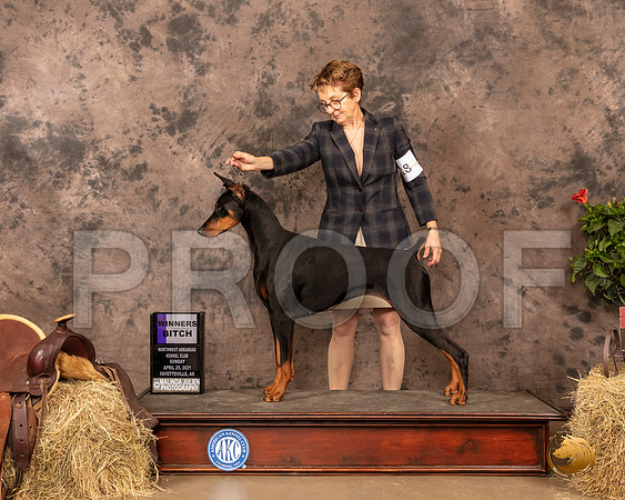 Doberman Pinscher #18 Sun WB Judge John Schoeneman_MMJ_1257_NWAKC21-HR3