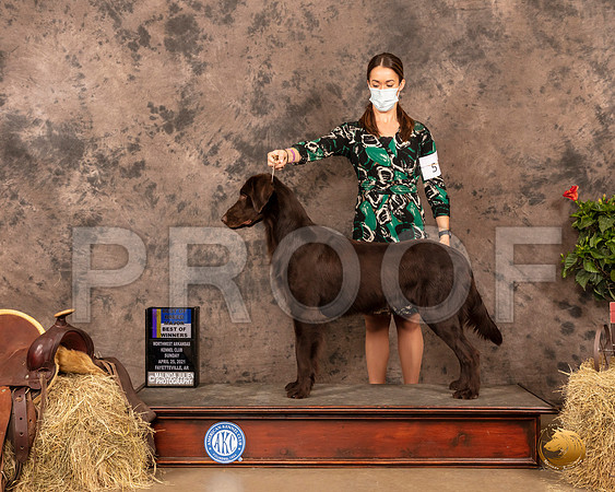 Flat Coat Retriever #5 Sun BOWBOB Maj Judge Peggy Biesel McIlwaine_MMJ_1242_NWAKC21-HR3