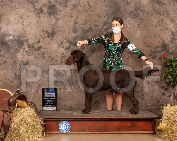 Flat Coat Retriever #5 Sun BOWBOB Maj Judge Peggy Biesel McIlwaine_MMJ_1248_NWAKC21-HR3