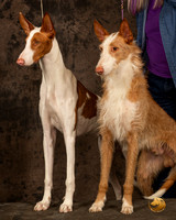 Ibizan Hound #17 Headstudies see other Camera
