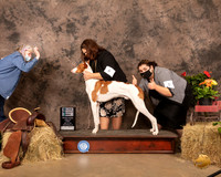 Ibizan Hound #25 Sun SD Maj Judge Tim Catterson