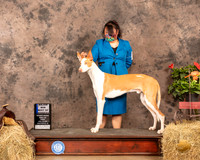 Ibizan Hound #5 Sun WD BOW Maj Judge Tim Catterson