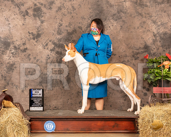 Ibizan Hound #5 Sun WD BOW Maj Judge Tim Catterson_MMJ_1202_NWAKC21-HR3