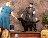 Labrador Retriever #22 Sun BOB Judge Peggy Biesel McIlwaine
