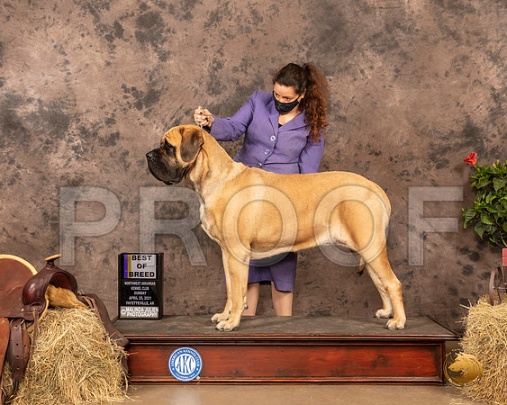 Mastiff #6 Sun BOB Judge John Schoeneman_MMJ_1236_NWAKC21-HR3