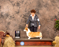 Pembroke Welsh Corgi #22 Sat Judge Peggy Biesel McIlwaine