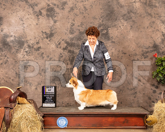 Pembroke Welsh Corgi #22 Sat Judge Peggy Biesel McIlwaine_MMJ_1276_NWAKC21-HR3