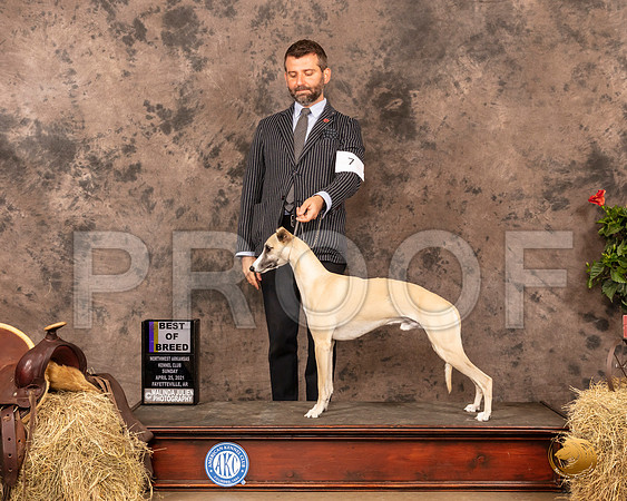 Whippet #7 Sun BOB Judge Tim Catterson_MMJ_1211_NWAKC21-HR3