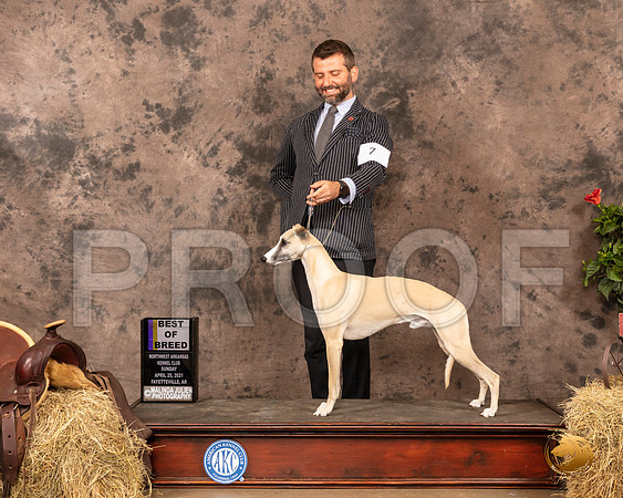 Whippet #7 Sun BOB Judge Tim Catterson_MMJ_1217_NWAKC21-HR3