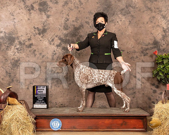 German Shorthaired Pointer #7 Sun BOB Maj NGrCh Judge Peggy Biesel McIlwaine_MMJ_1281_NWAKC21-HR3