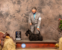 Scottish Terrier #18 Sun WB Maj Judge Peggy McIlwaine