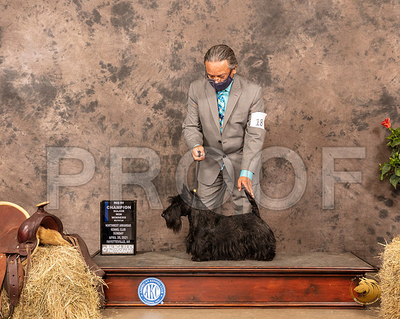 Scottish Terrier #18 Sun WB Maj Judge Peggy McIlwaine_MMJ_1296_NWAKC21-HR3